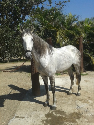 O que um cavalo pensa quando você está montando?