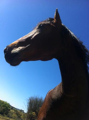 Egito, um cavalo difícil!?