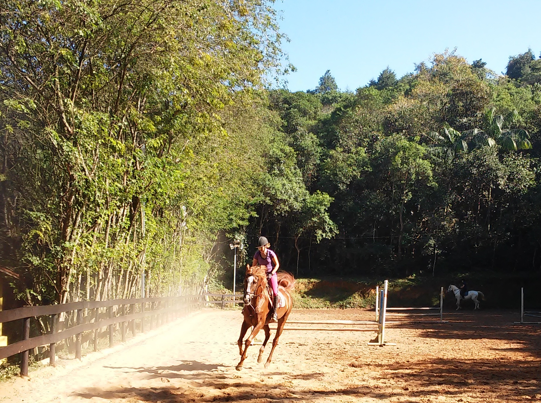 O que será que um cavalo sente quando o piso muda?