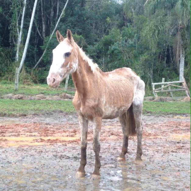 Cavalos para adoção