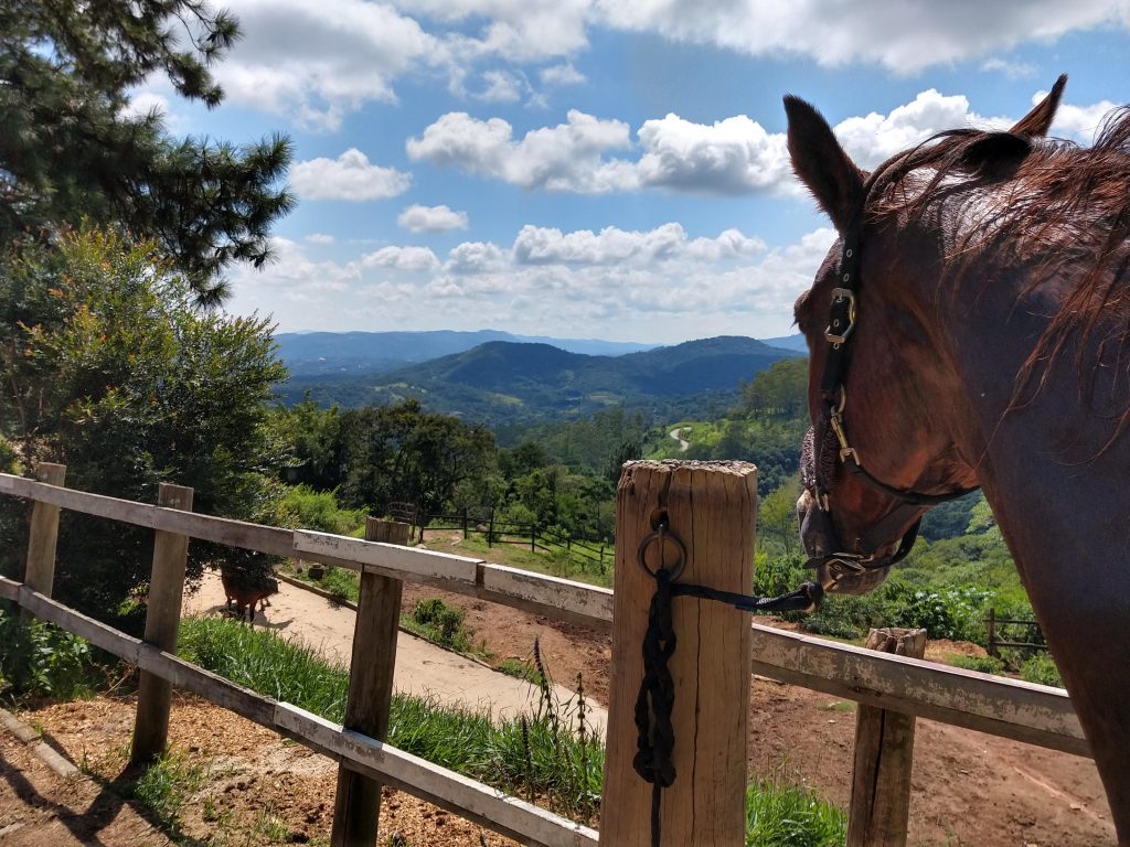 Thaty aulas hipismo equitação montaria, aprender a montar cavalo