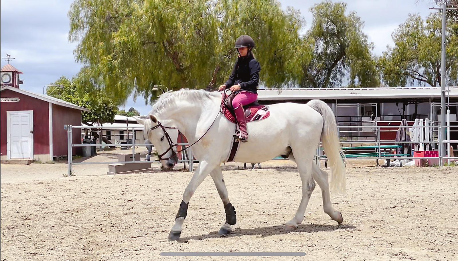 Trabalhando cavalo