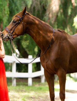 Miss Allure (Capivara)